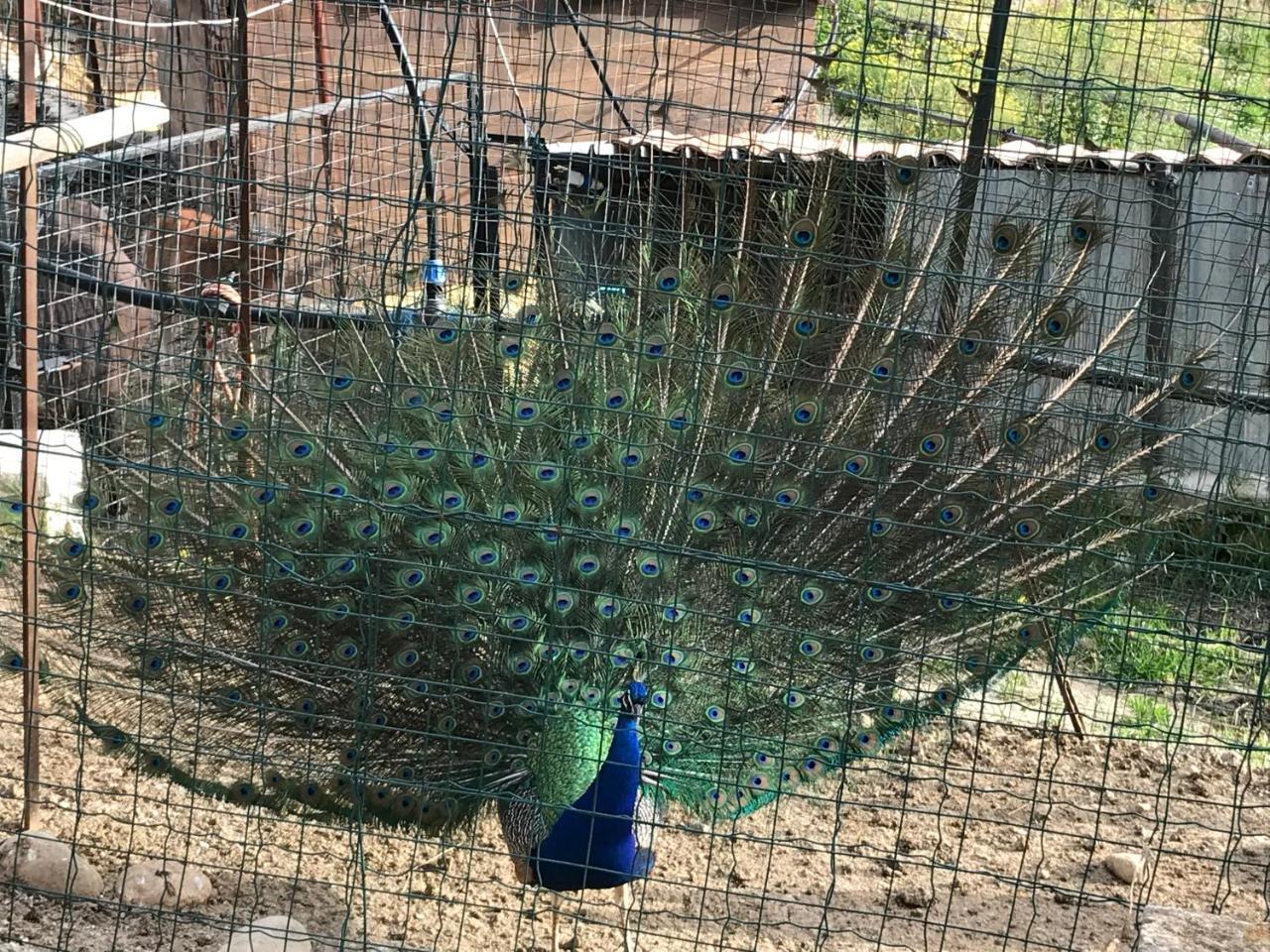 Tenuta Carabollace Sciacca Exteriör bild